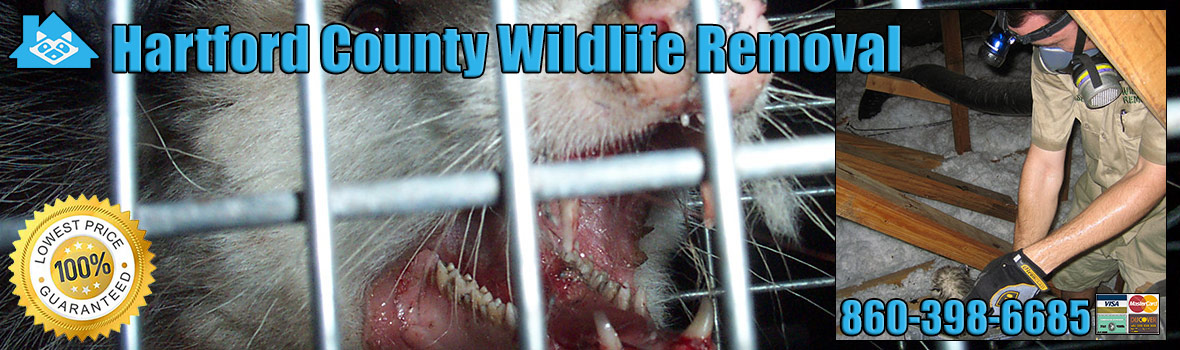 Hartford County Wildlife and Animal Removal